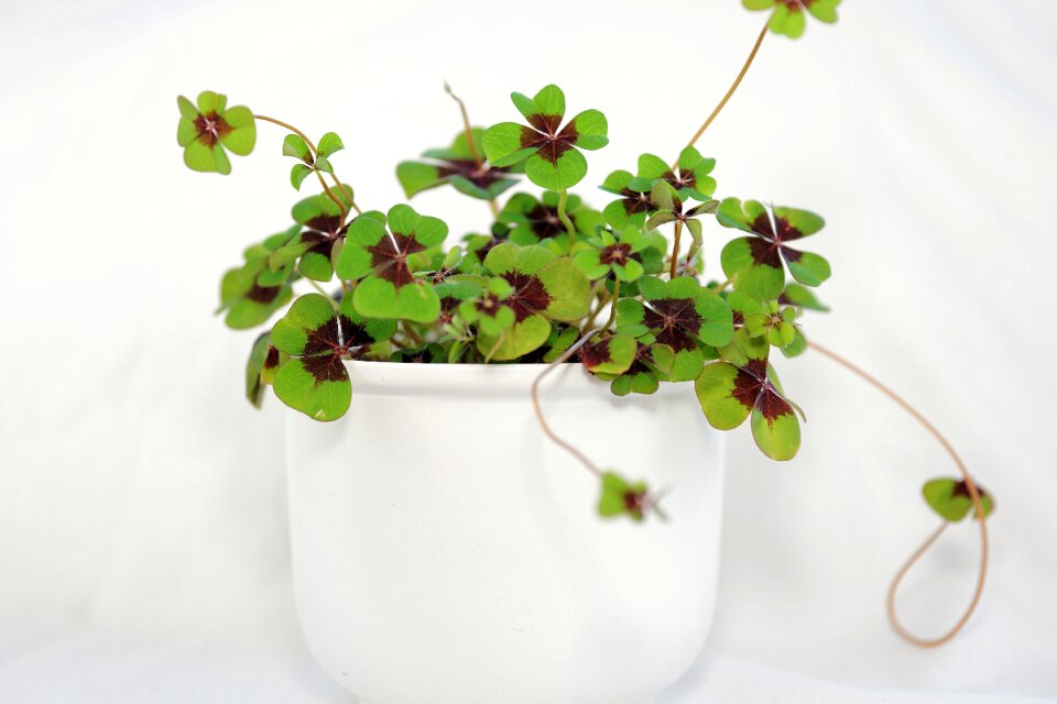 Lucky charm lucky clover vierblättrig