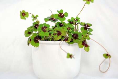 Lucky charm lucky clover vierblättrig