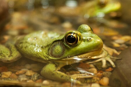 Animal amphibian wildlife