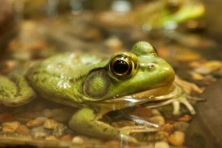 Animal amphibian wildlife photo