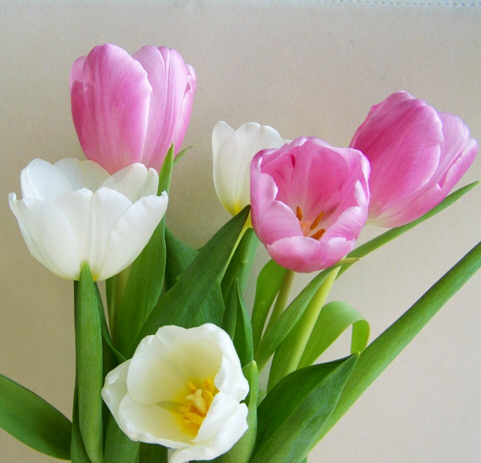 Tulip bouquet pinkish-white cut flower