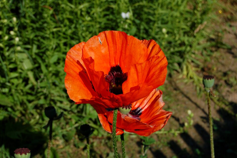 Flower poppy flower wild flower