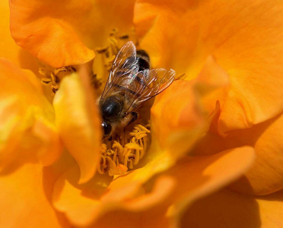 Macro insect summer