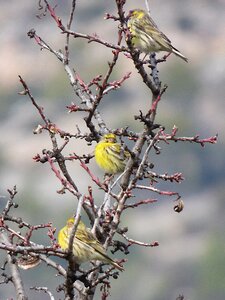 Bird branches yellow bird