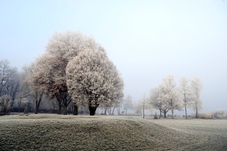 Trees frost cold