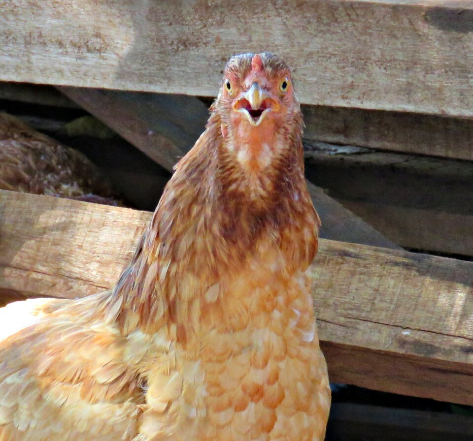 Rural poultry hen house