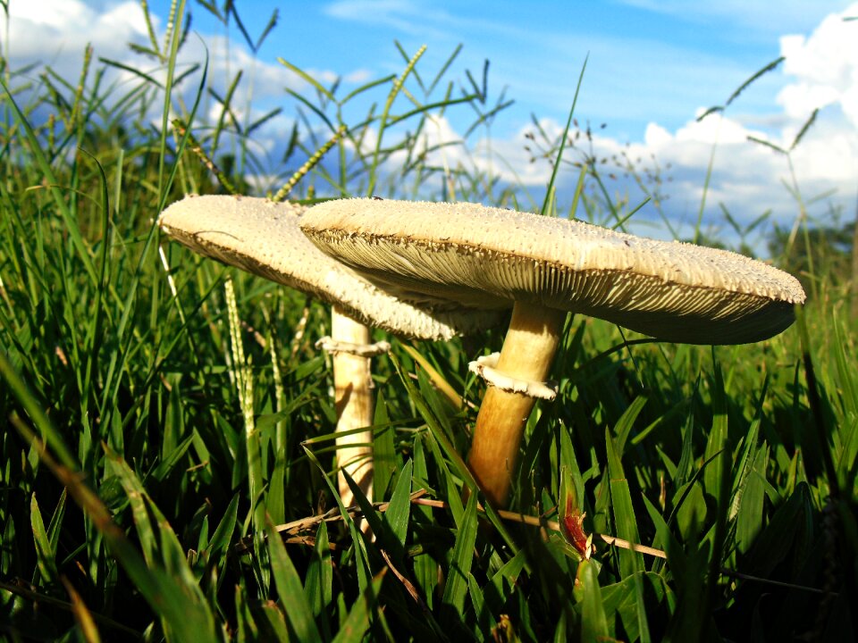Nature flower fungus