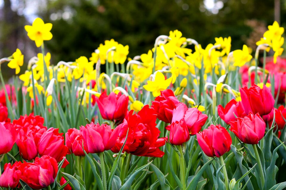 Tulip field tulpenbluete spring photo