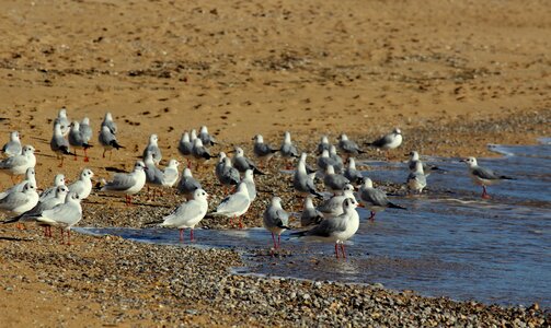 Feathers sand sea