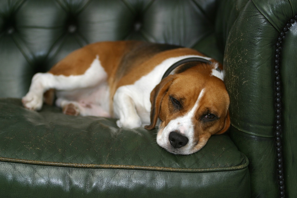 Resting puppy pet photo