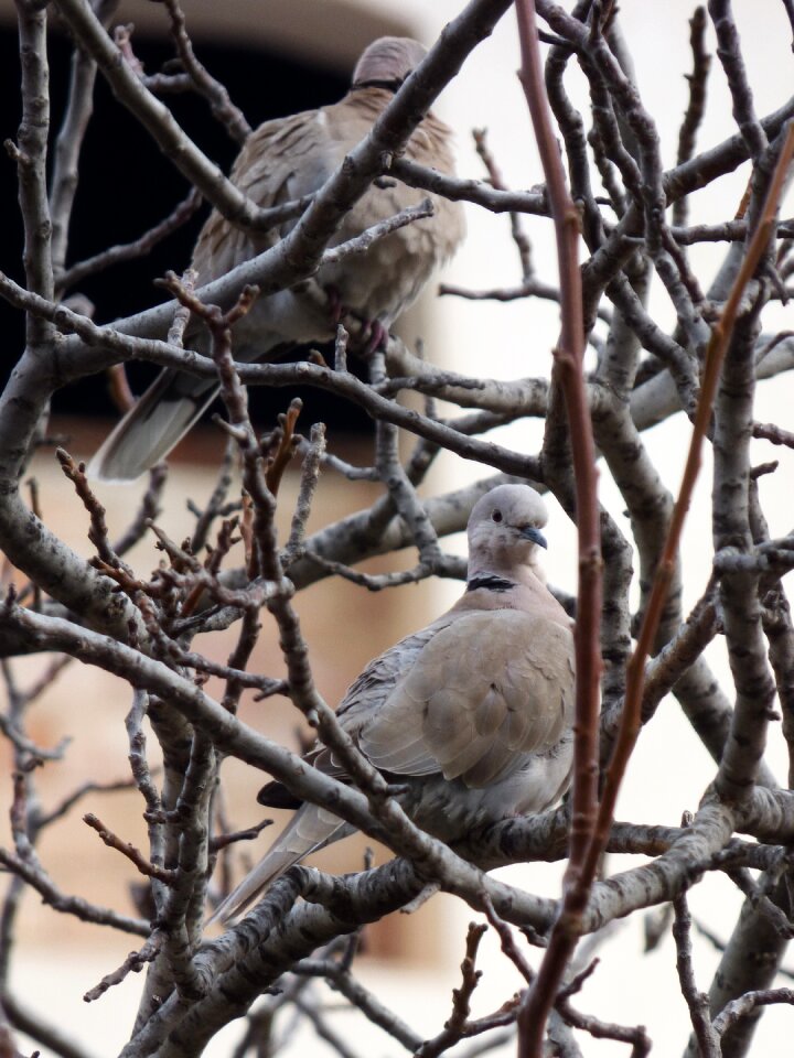 Bird couple branches