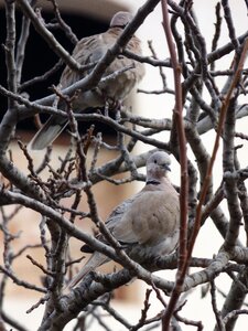 Bird couple branches