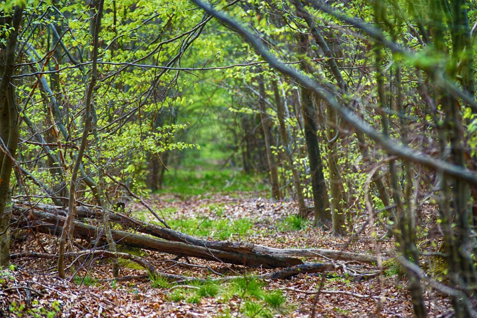 Foliage undergrowth nature