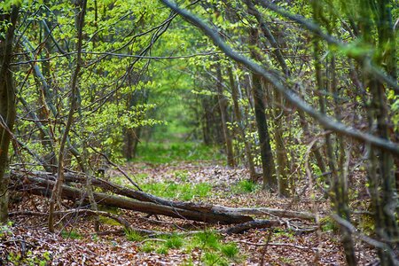 Foliage undergrowth nature photo