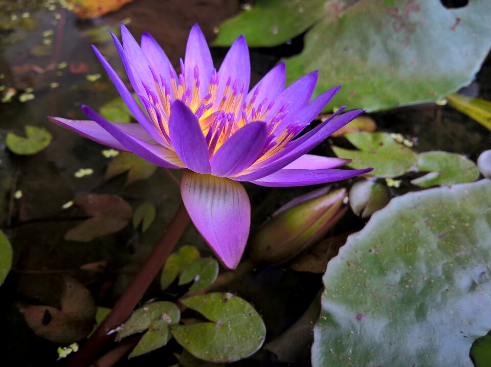 Lily uncle purple lilies
