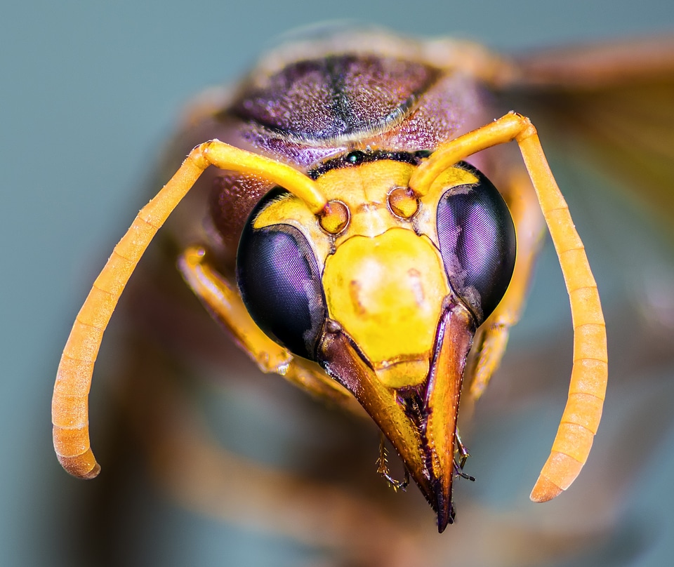 Compound eyes probe antennas