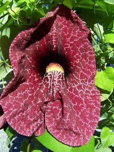 Purple stripes tropicale