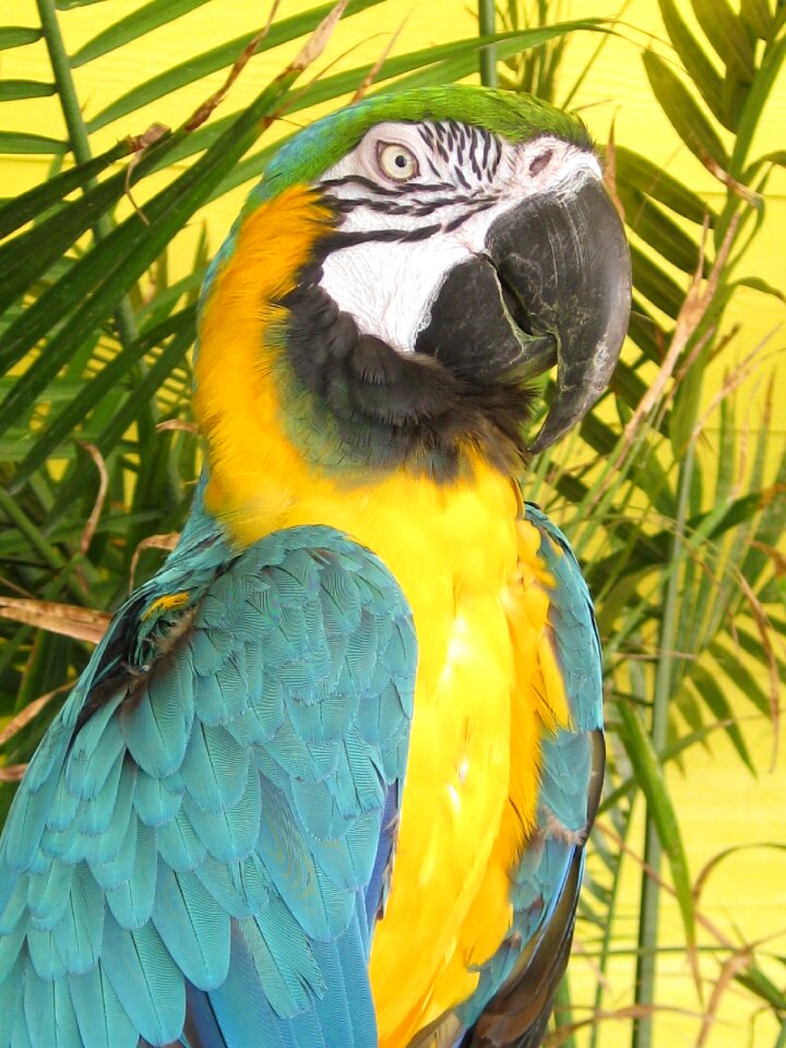 Tri-colored blue yellow