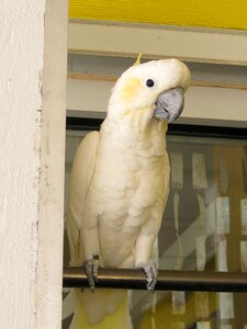 Exotic pet