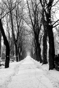 Nature snowy road snow photo