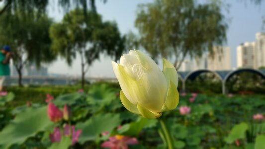 Lotus nelumbo nucifera sacred lotus photo