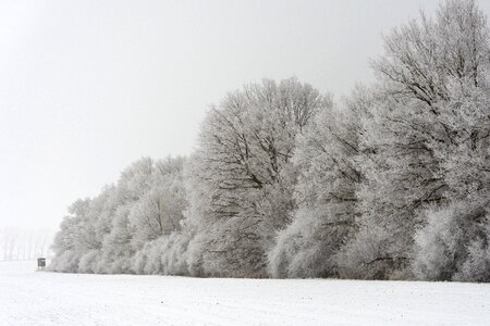 Winter trees tree white photo