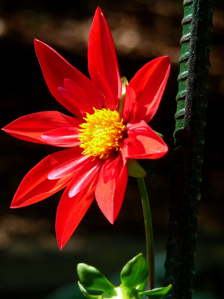 Garden garden flower large flower