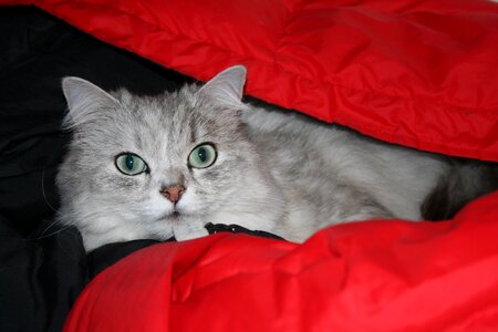Chinchilla cat silver chinchilla