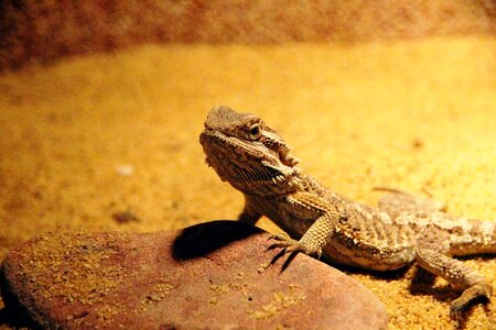 Reptile terrarium animal