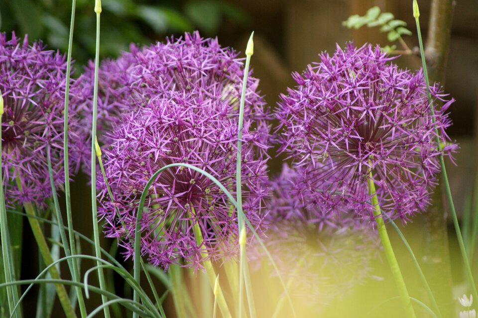 Garden bloom plant