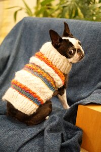Small breed dogs indoor dog sweater photo