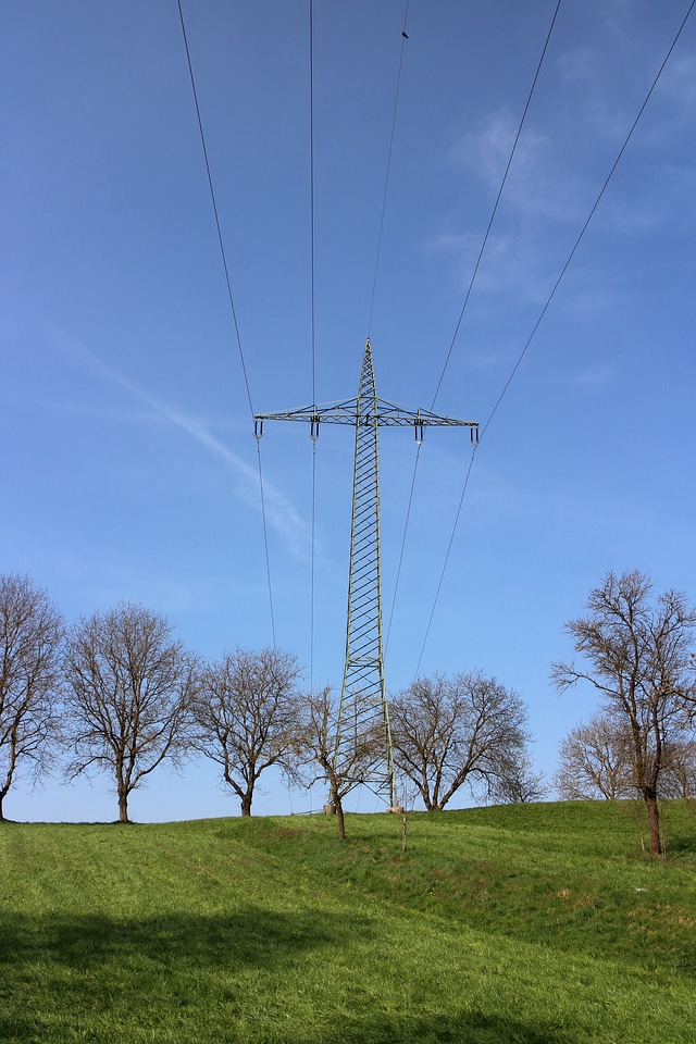 Power poles contrast trees