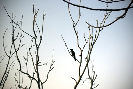 Tree silhouette