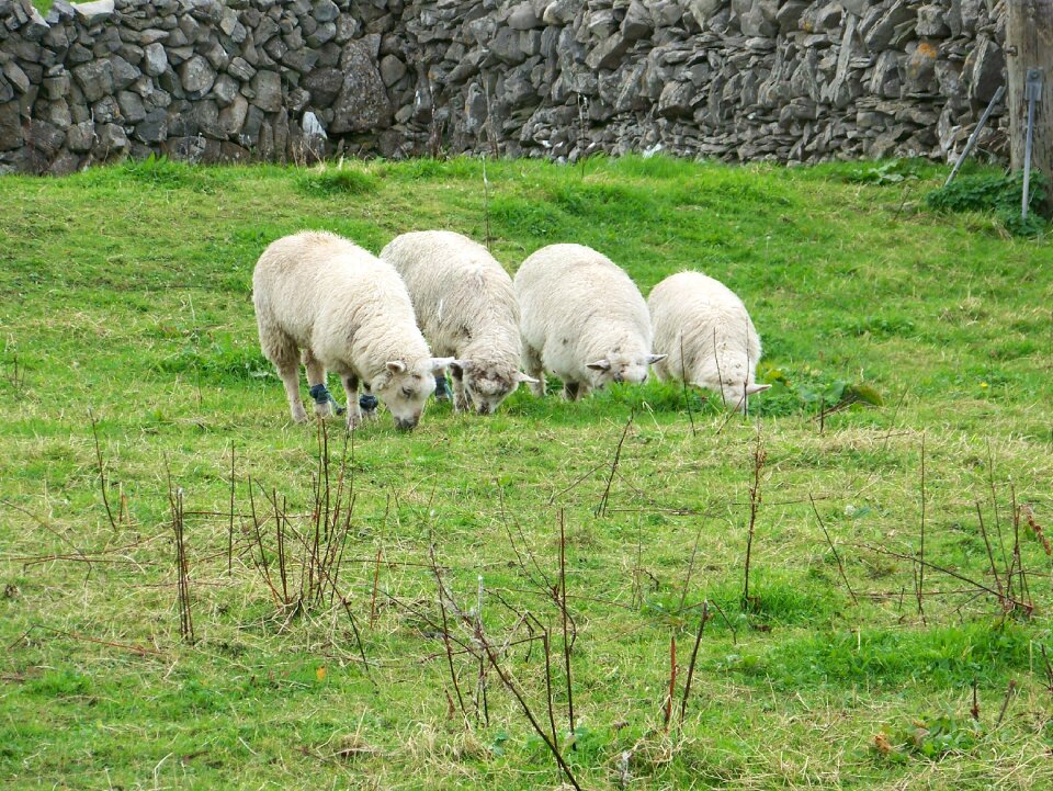 Ireland rural