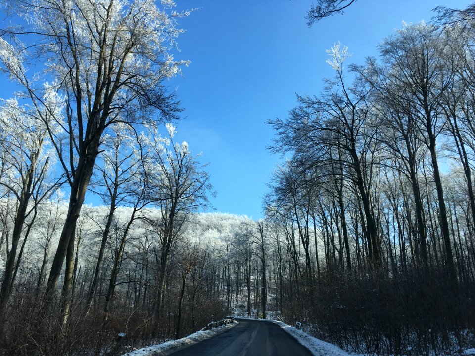 Weather forest forest road