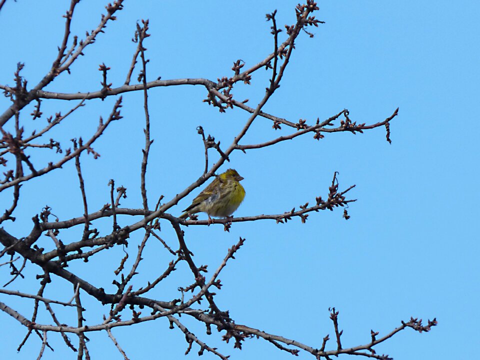 Bird branches yellow bird