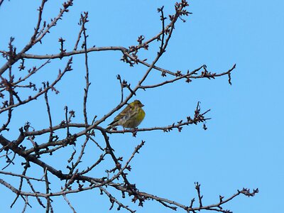 Bird branches yellow bird