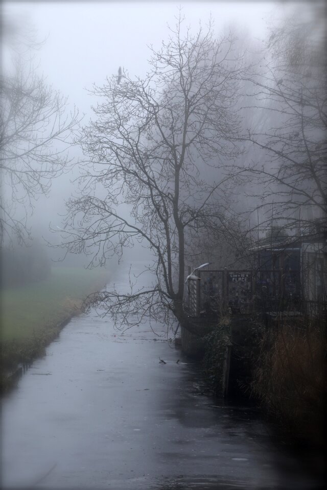 Trees winter fog