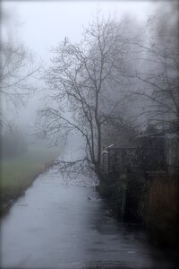 Trees winter fog
