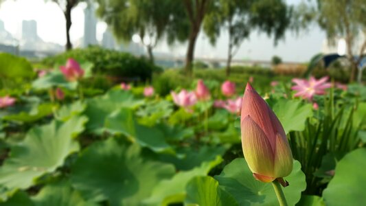 Lotus nelumbo nucifera sacred lotus photo