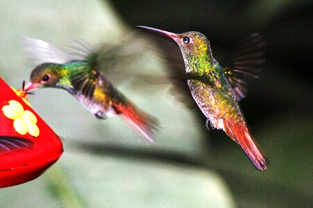Nature birds hummingbirds
