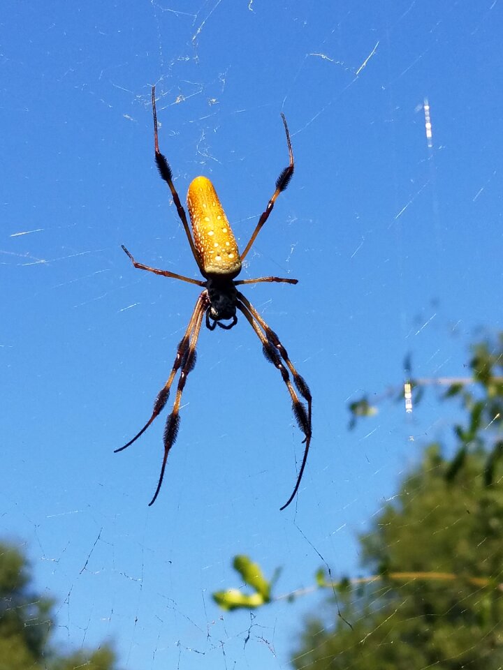 Web sky