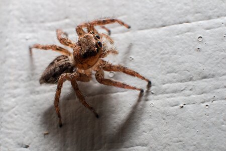Spider jump close eyes