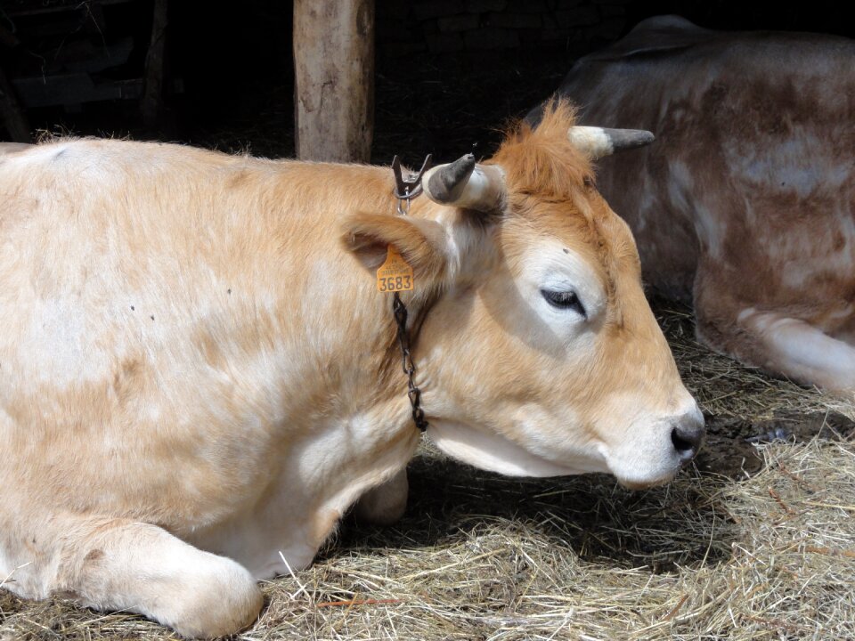 Portrait cow animals