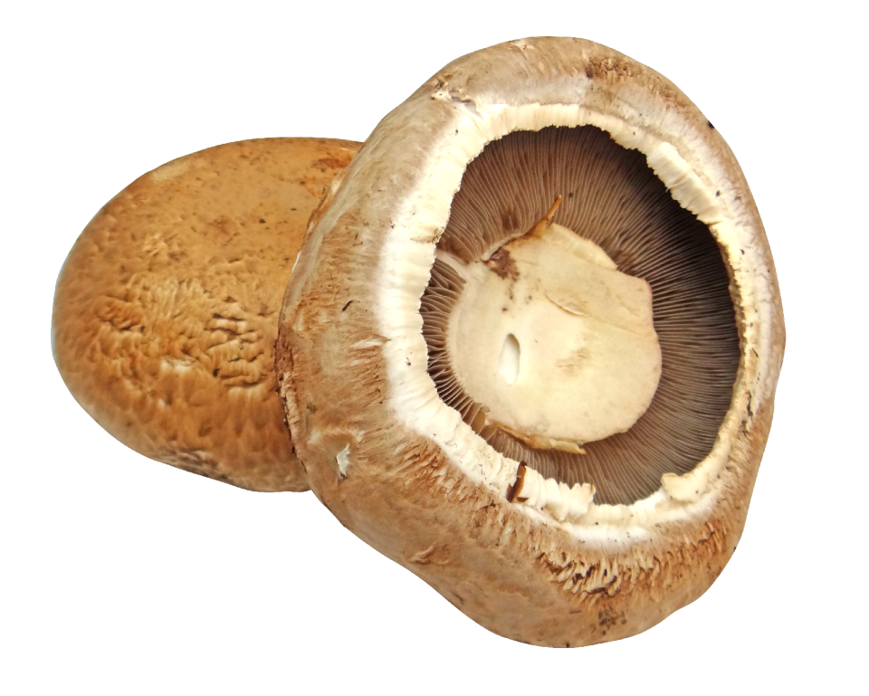 Portobella mushroom caps