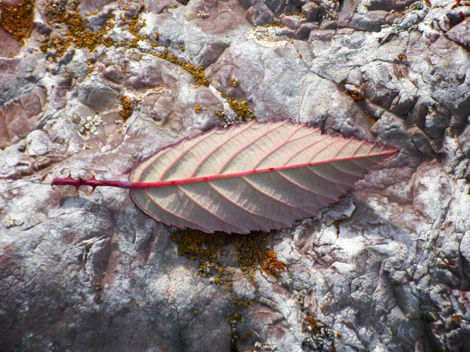 Detail blackberry thorns