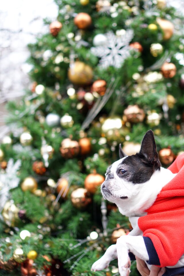 Christmas christmas tree small breed dogs