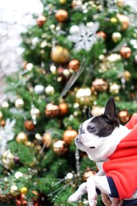 Christmas christmas tree small breed dogs photo