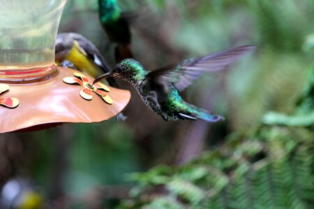 Hummingbird birds nature