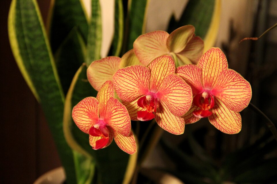 Nature flowers orchid